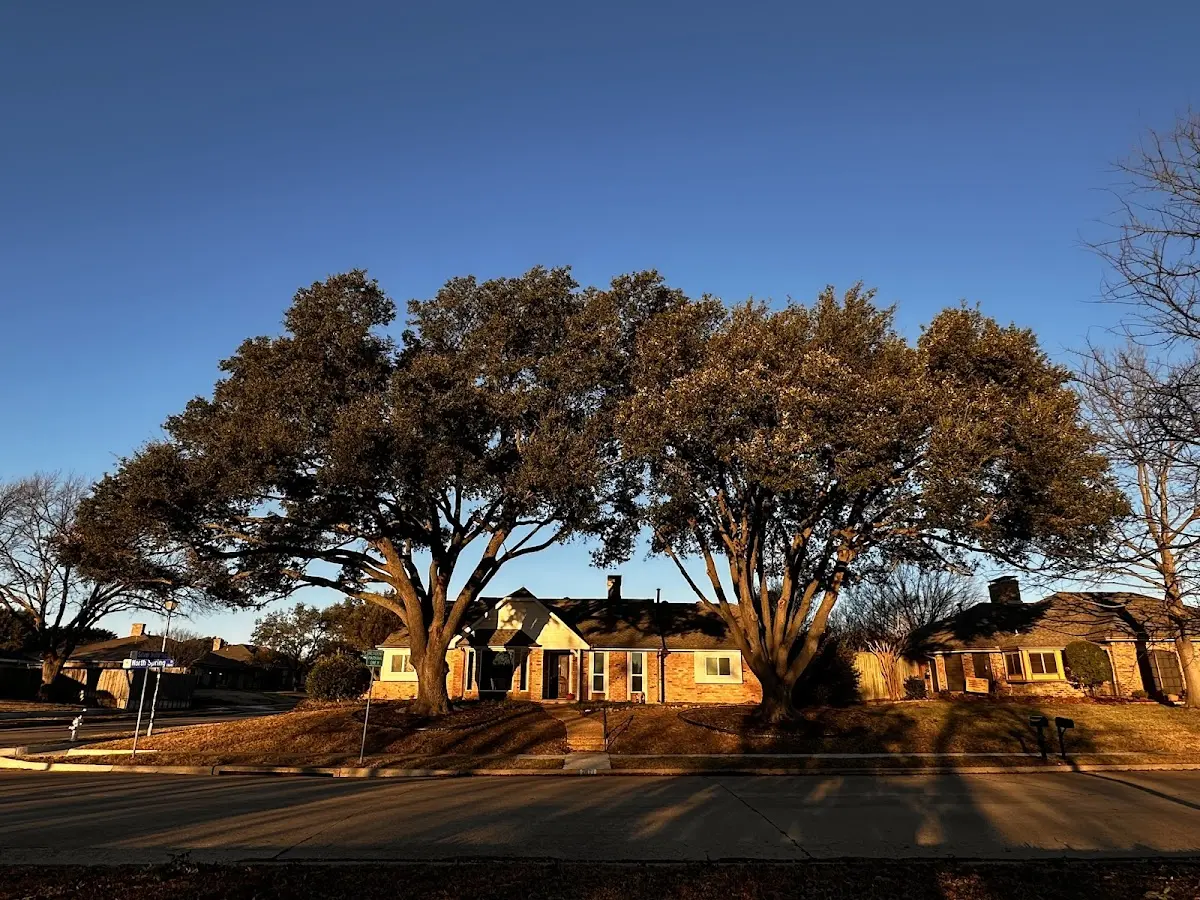 Established residential canopy tree shading a home in Wilcoe